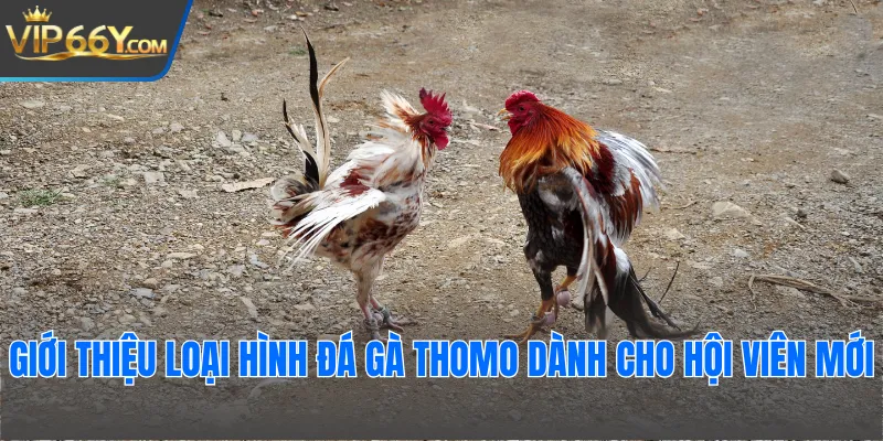 Giới thiệu loại hình đá gà thomo dành cho hội viên mới