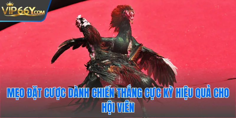 Mẹo đặt cược dành chiến thắng cực kỳ hiệu quả cho hội viên