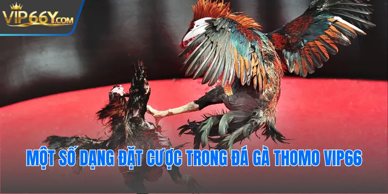 Một số dạng đặt cược trong đá gà thomo Vip66