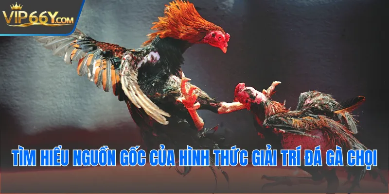 Tìm hiểu nguồn gốc của hình thức giải trí đá gà chọi